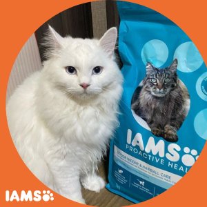 IAMS 高品质猫粮 含北大西洋鲑鱼和鸡肉 提高免疫力