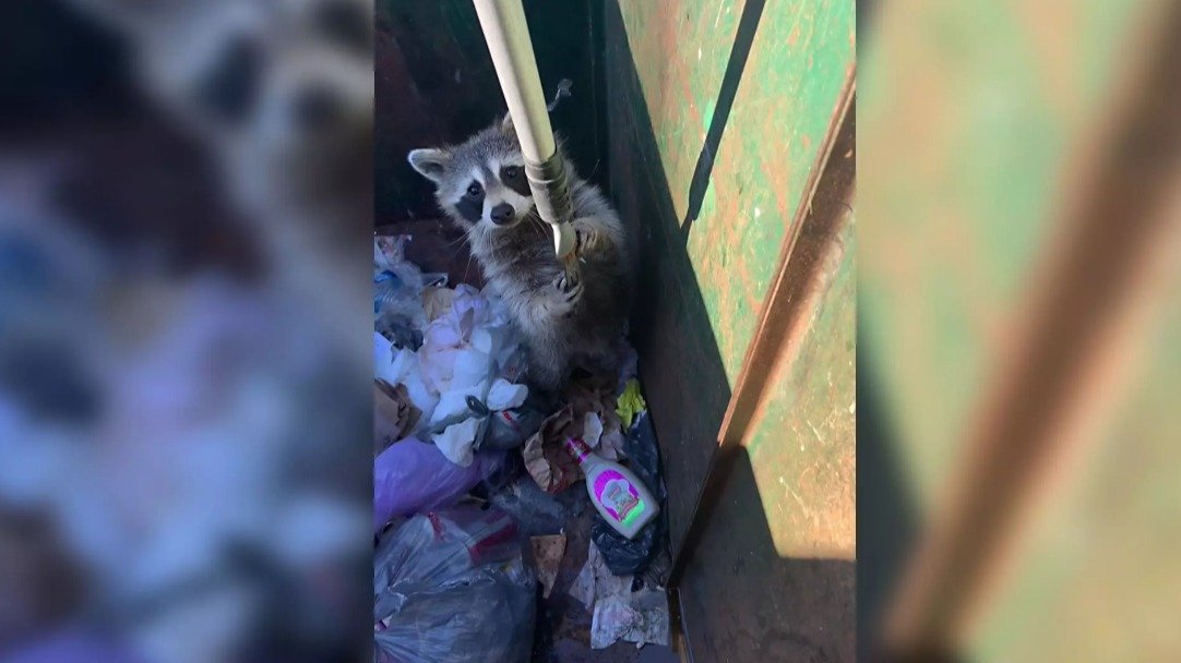 暖心又可爱！多伦多一男子成功获救卡在垃圾箱里的小浣熊！！