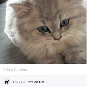 想要一个全是猫猫的评论区！太可爱噜！iOS17居然可以识别猫猫品种啦！你get了吗？！