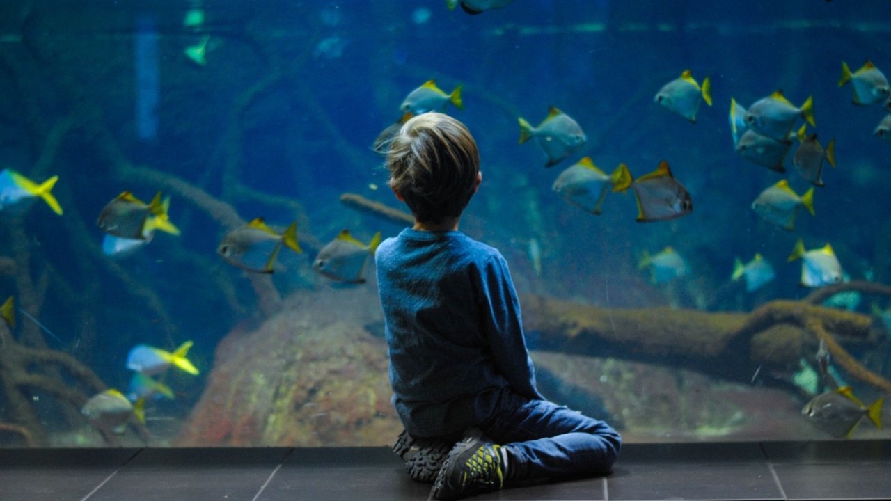 法国超美的水族馆推荐｜寓教于乐，带你享受精彩的海底世界！