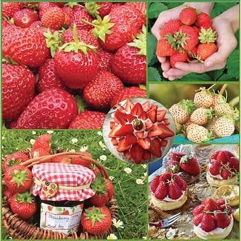 Sweet Success 草莓种苗
