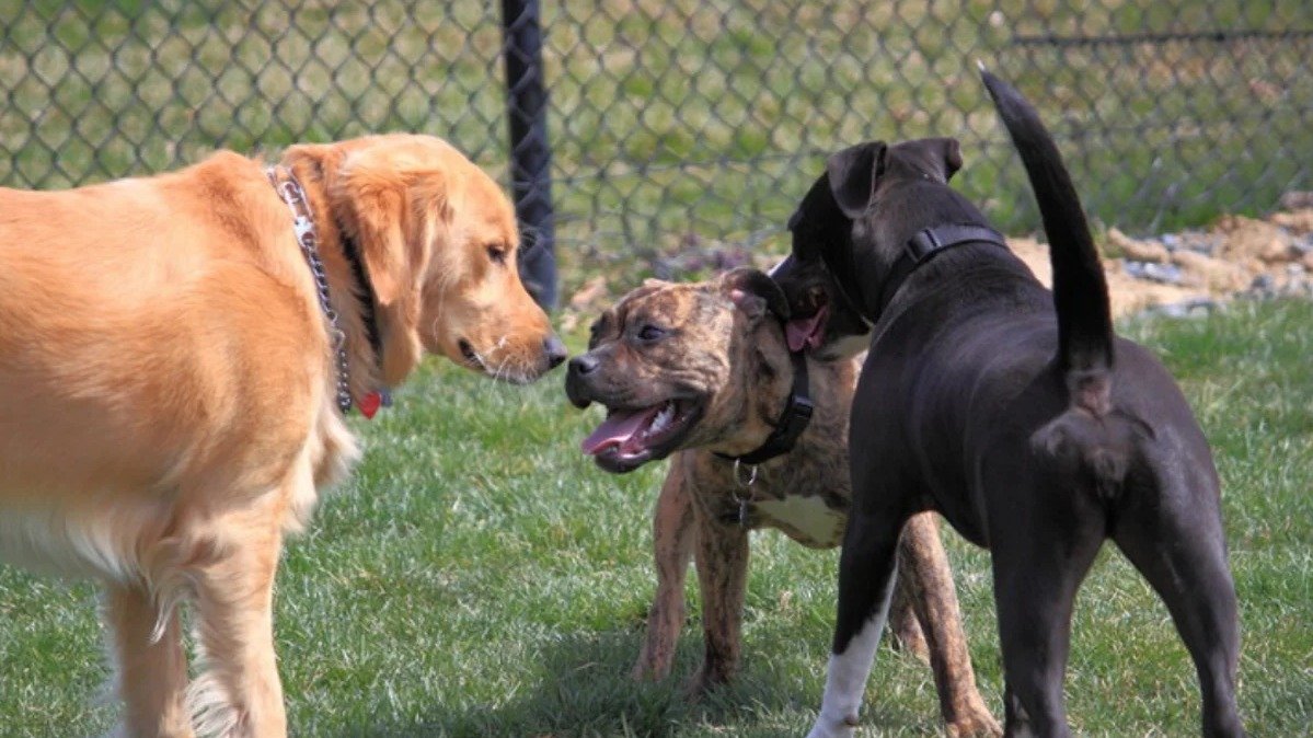 狗狗主人小心！多伦多某公园有人蓄意散播不明白色物体，导致多只狗狗生病并出现疑似“肺炎”症状！