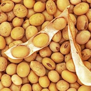 Yupik 有机大豆 补充铁、蛋白质好伴侣 美味健康豆浆自己来