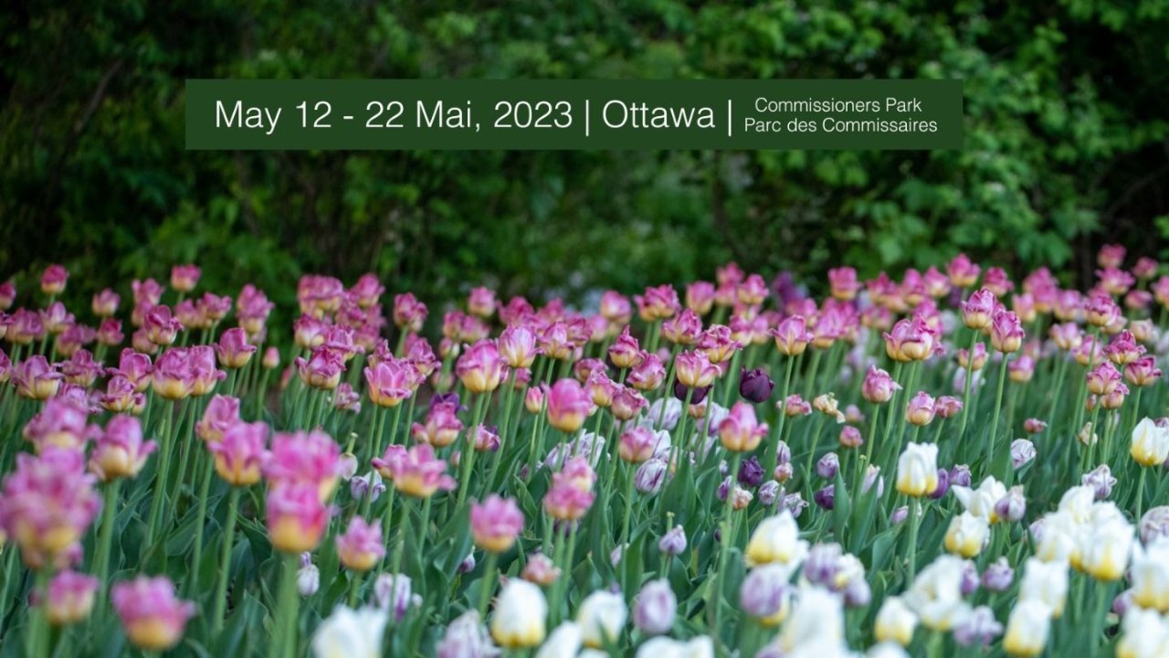 2024加拿大郁金香节攻略 - 门票、日期、地点、花期和主题活动盘点！