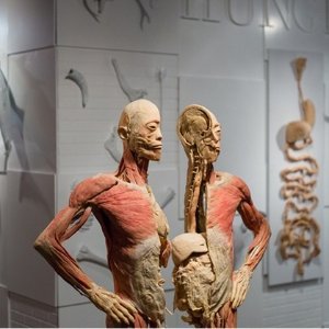 $23起 定你看过最独特展览拉斯维加斯 塑化人体标本展门票