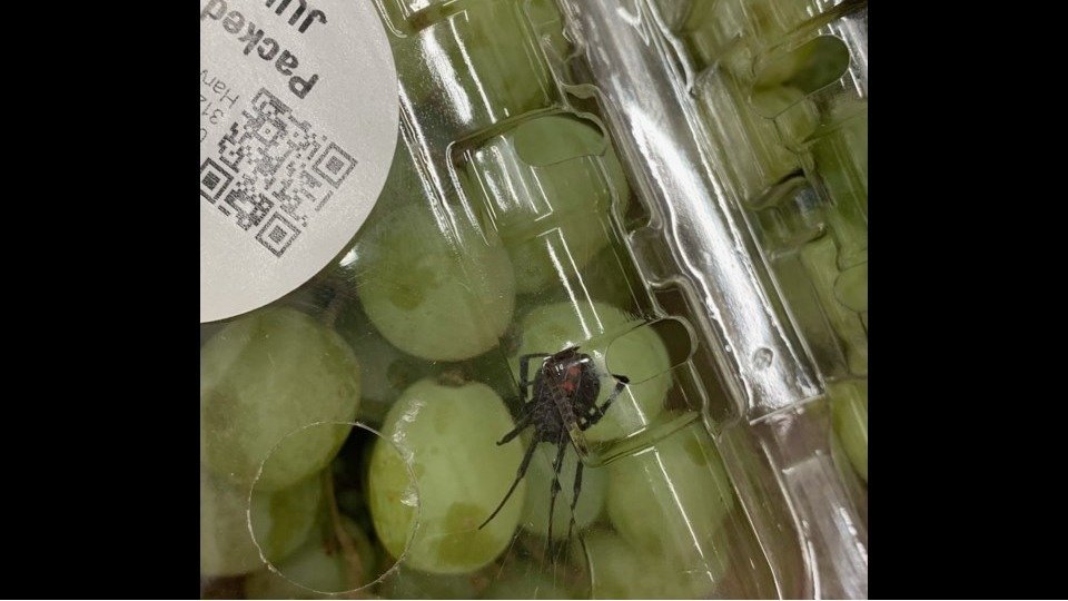 惊了！安省一顾客在Costco买葡萄，竟然暗藏一只活的黑寡妇蜘蛛！一旦被咬伤，你要这样处理>>>