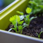 种植DNA🌱中国蔬菜种子都给你找到啦 豇豆、空心菜、莴笋