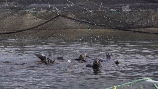 海狮潜入温哥华三文鱼养殖场吃起霸王餐