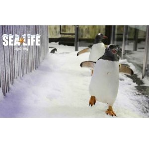 SEA LIFE Sydney 海洋水族馆通票热卖
