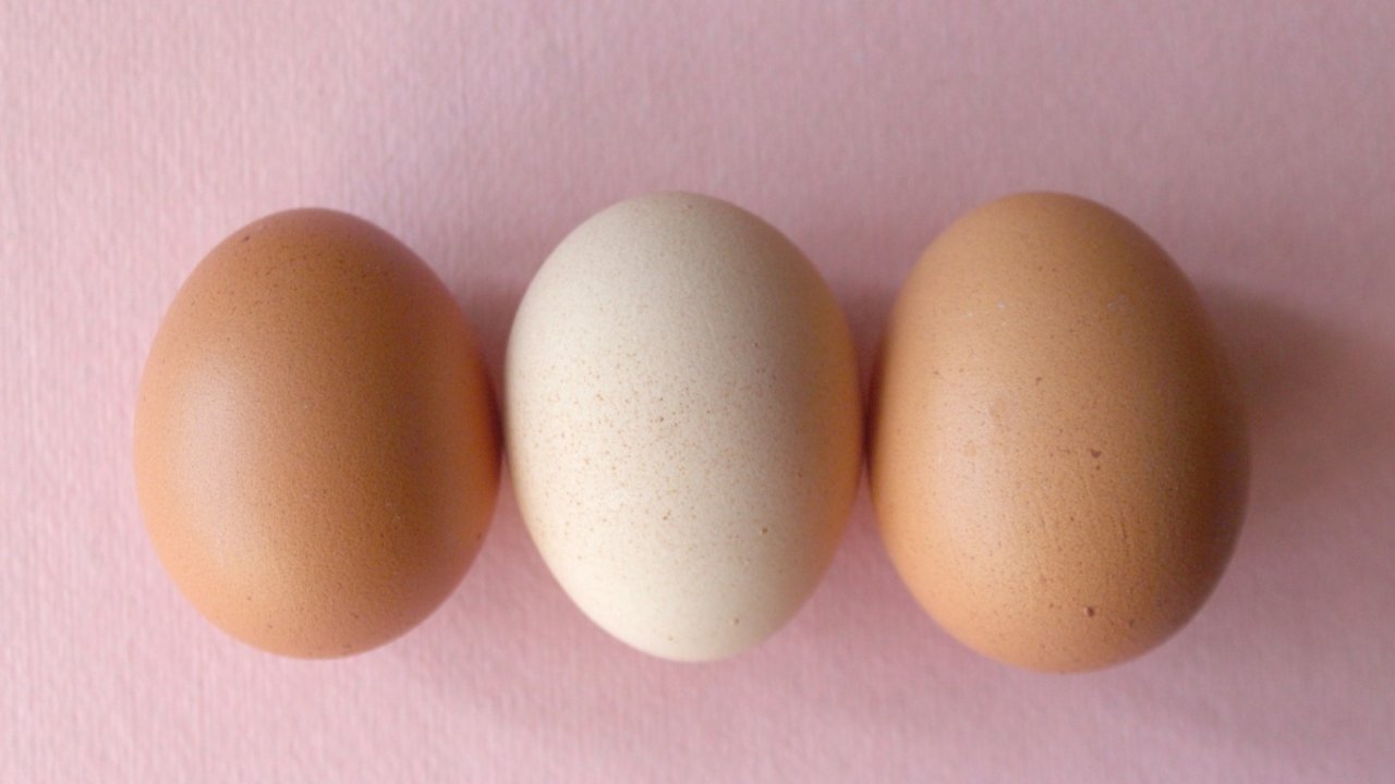 法国哪个品牌的鸡蛋值得选？一定要选Bio有机鸡蛋吗？
