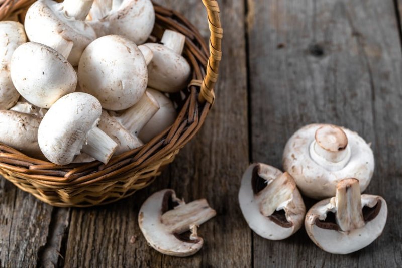 美国常见的15种食用蘑菇中英文名字口蘑平菇金针菇杏鲍菇香菇英文怎么