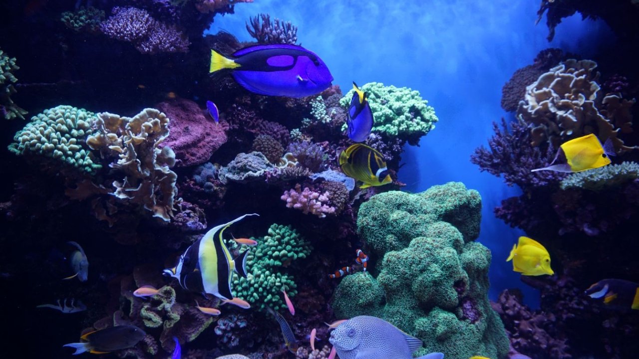 德国水族馆推荐 - 全德Top8浪漫梦幻Aquarium盘点