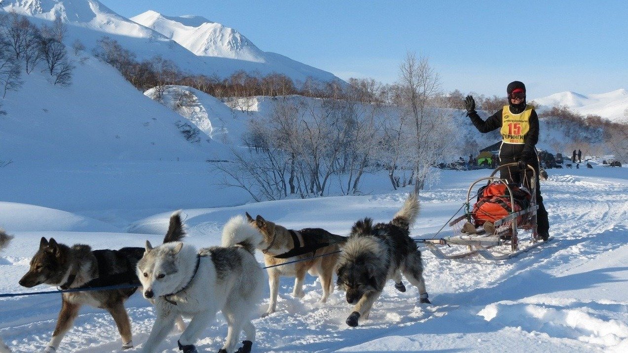法国哪儿能玩雪橇犬？和狗狗一起来体验冬季雪天的乐趣吧｜Chien d'attelage
