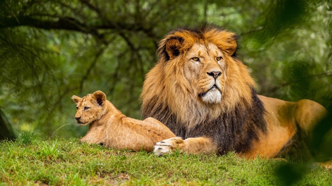 African Lion Safari游玩攻略 - 门票预订、参观路线、特色活动盘点！