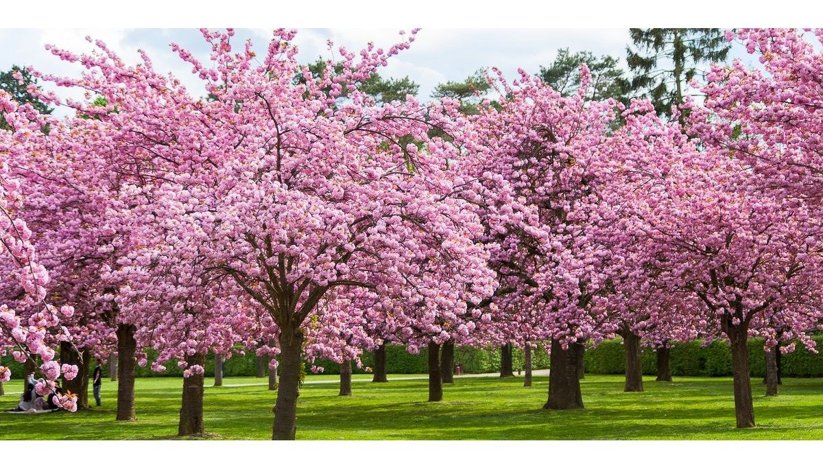 温哥华赏樱花攻略 - 查询樱花状况、主题活动、景点推荐