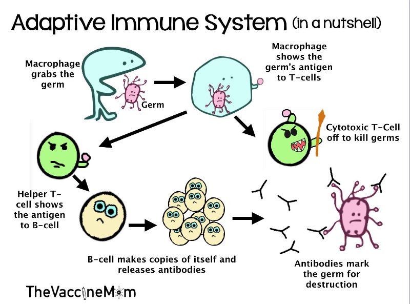 适应性免疫系统是如何运作的 adaptive immute system