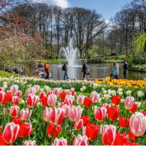 €95起！4月-5月花期正好荷兰郁金香花园门票+酒店包圆🌷又到赏花季 700万种等你赏