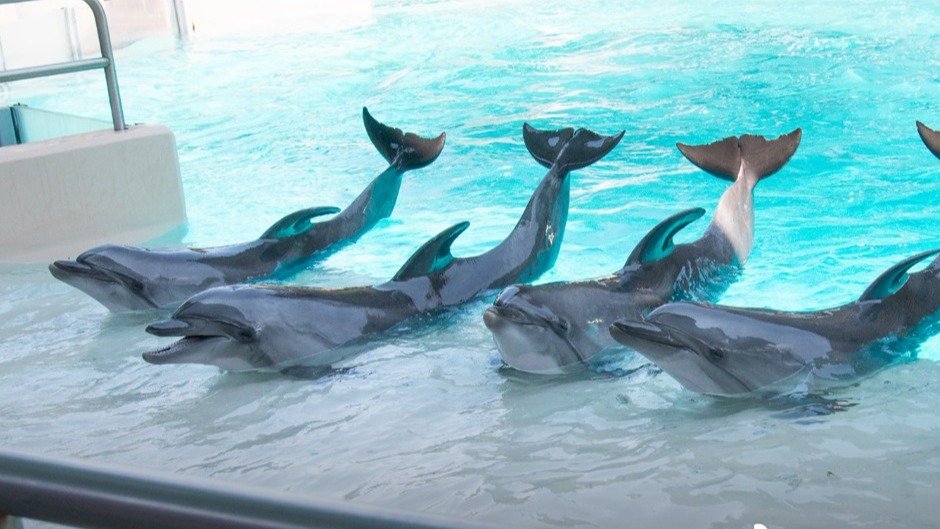 安省Marineland因涉嫌将海洋哺乳动物用于娱乐目的被告！疑似已经禁止科学家、律师和动物福利支持者进入园区！