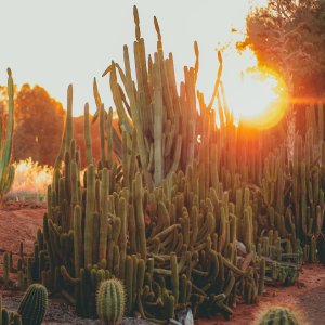 隐藏在墨尔本的仙人掌王国 | Cactus Country 秋日出游绝佳之地