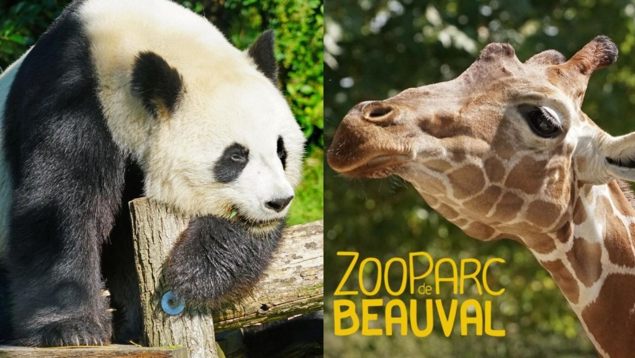 法国熊猫动物园：博瓦尔动物园游玩攻略 ZooParc de Beauval