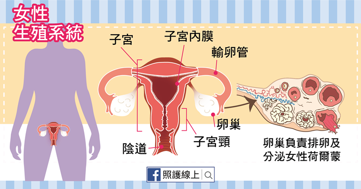 卵巢保养做起来妇科早衰人也会老很快备孕延缓衰老很有用