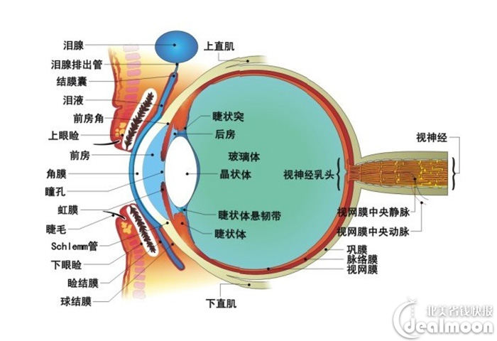 眼睛结构图解上有角膜位置