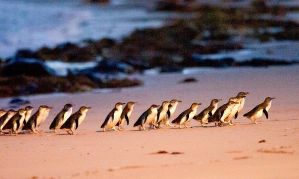 Philip Island 观看企鹅归巢