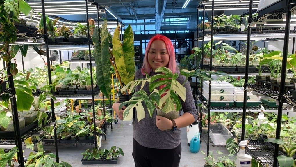 爱好变生意！多伦多华裔女性开设网店销售世界上最稀有植物，最高售价$16,000！
