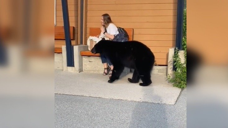 BC省一女子公交站等车却等来黑熊，经历人生最恐怖10秒钟后生还！不是所有人都能这么幸运！