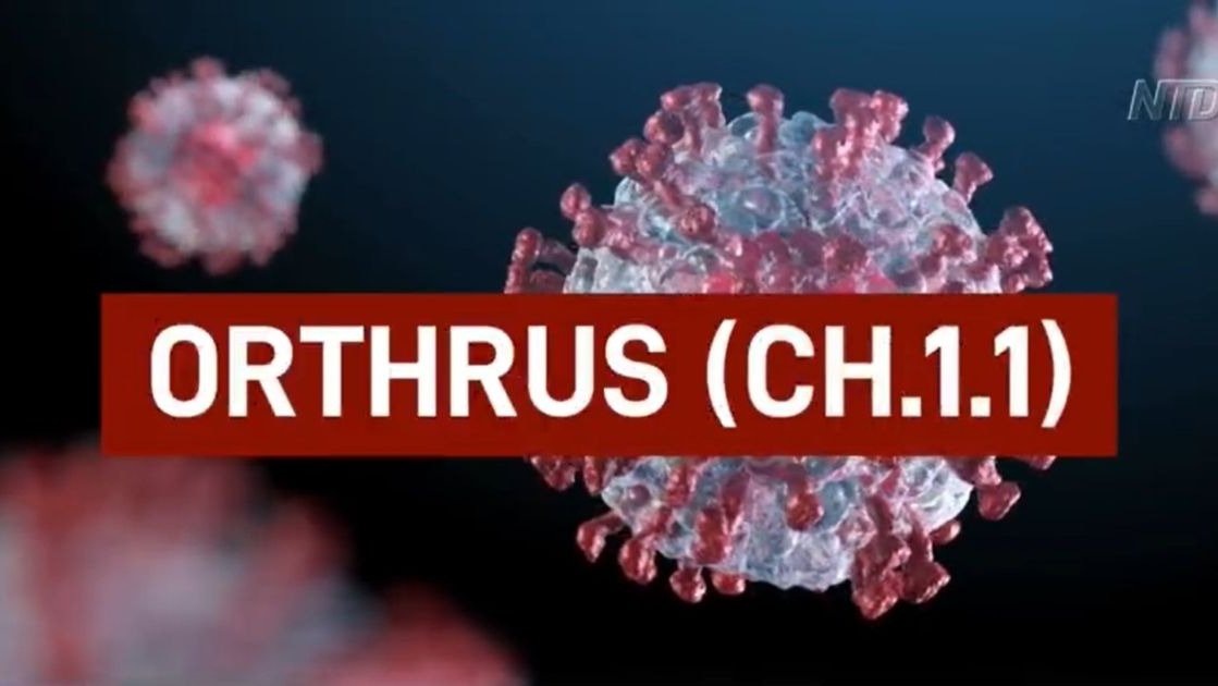 新变种Orthrus CH.1.1出现，含有delta毒株突变！ 