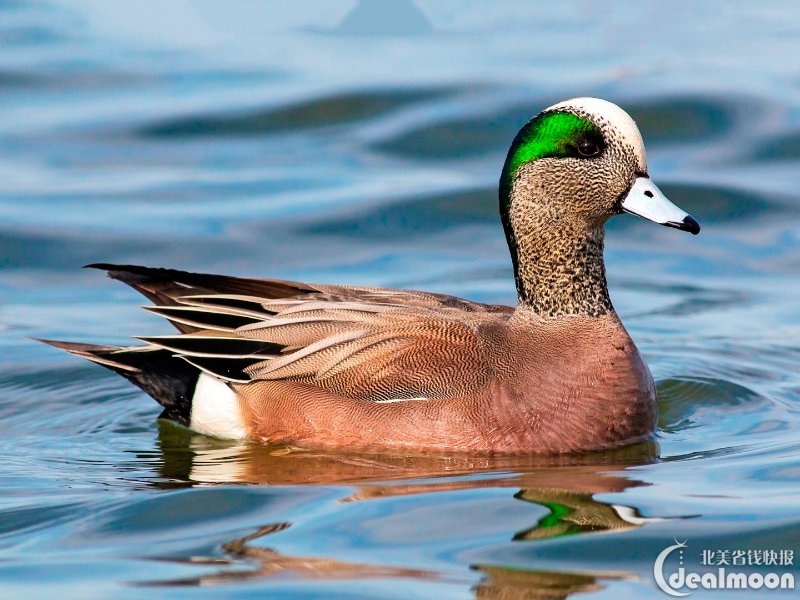 american wigeon 绿眉鸭 形态: 属于河鸭,又称葡萄胸鸭.