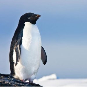 11天仅$7690 给你完美假期体验南极洲11天游轮观企鹅之旅 感受南极好风光