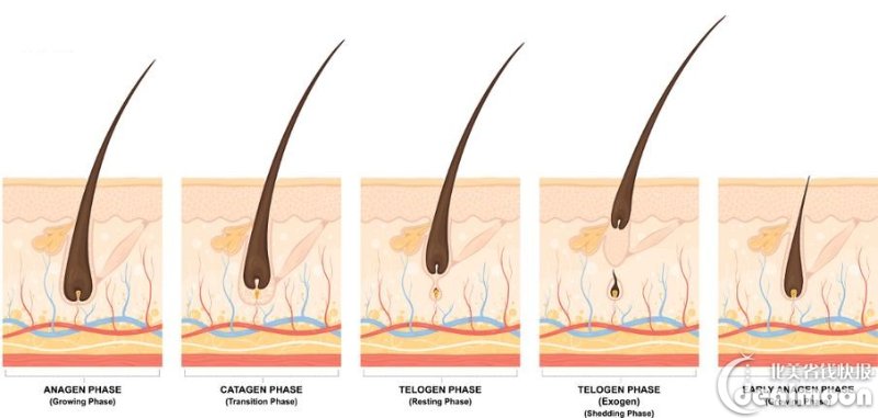 生长期growth(anagen-头发从毛囊生长的初期,头发每月增长约半英寸