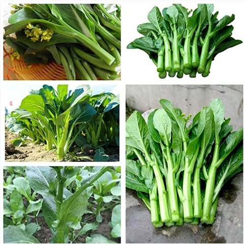 白灼芥太好吃啦蔬菜种子