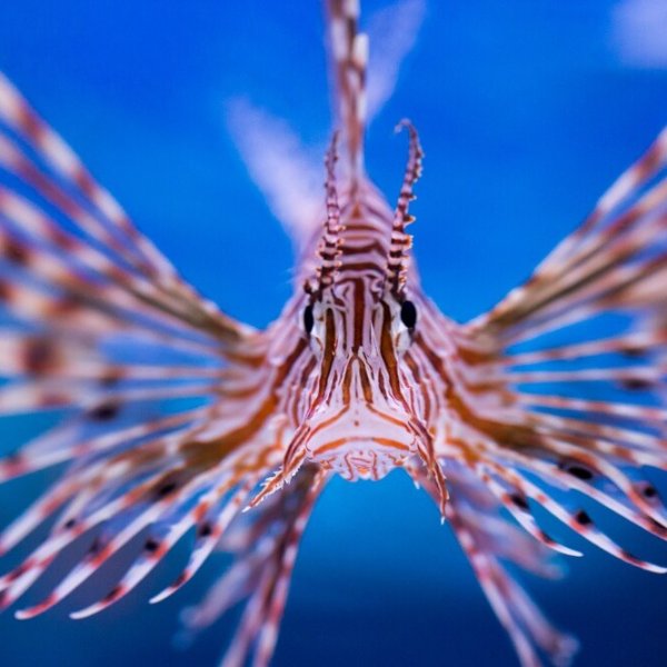 太平洋水族馆门票