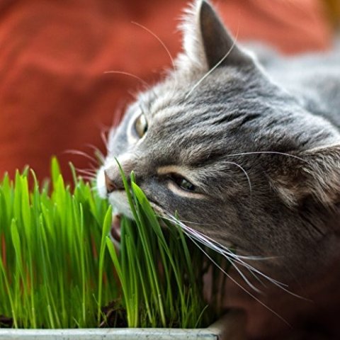 低至€2.49收猫草盒子Amazon 猫草合集 自己在家种 5-8天就长出来啦 助消化防毛球