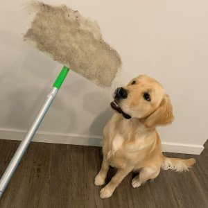 家居清扫神器 毛孩子家庭必备 清洁宠物毛发 消除地毯污渍