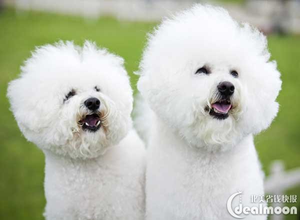 比熊 bichon frise