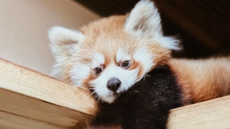 R.I.P！多伦多动物园痛心宣布三个月大的小熊猫宝宝抢救无效去世！