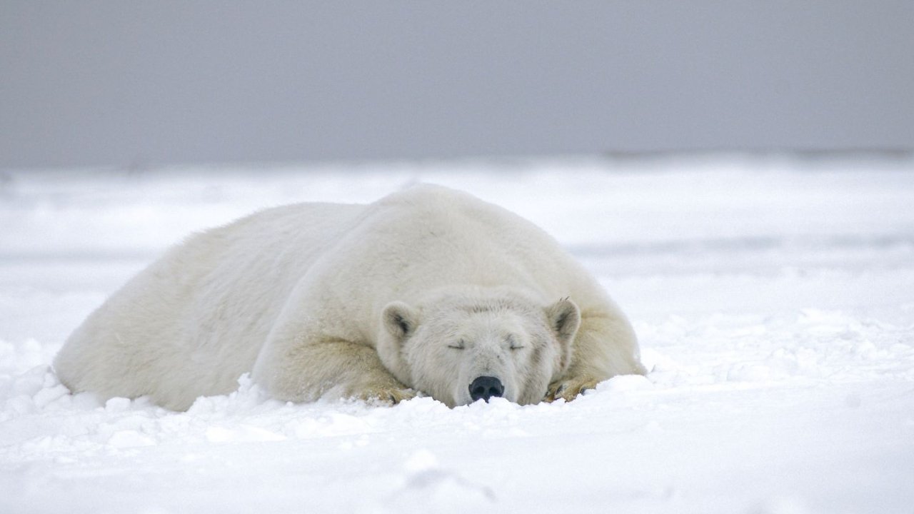 惊了！安省动物标本师把北极熊皮毛运费中国，被罚6万加元！