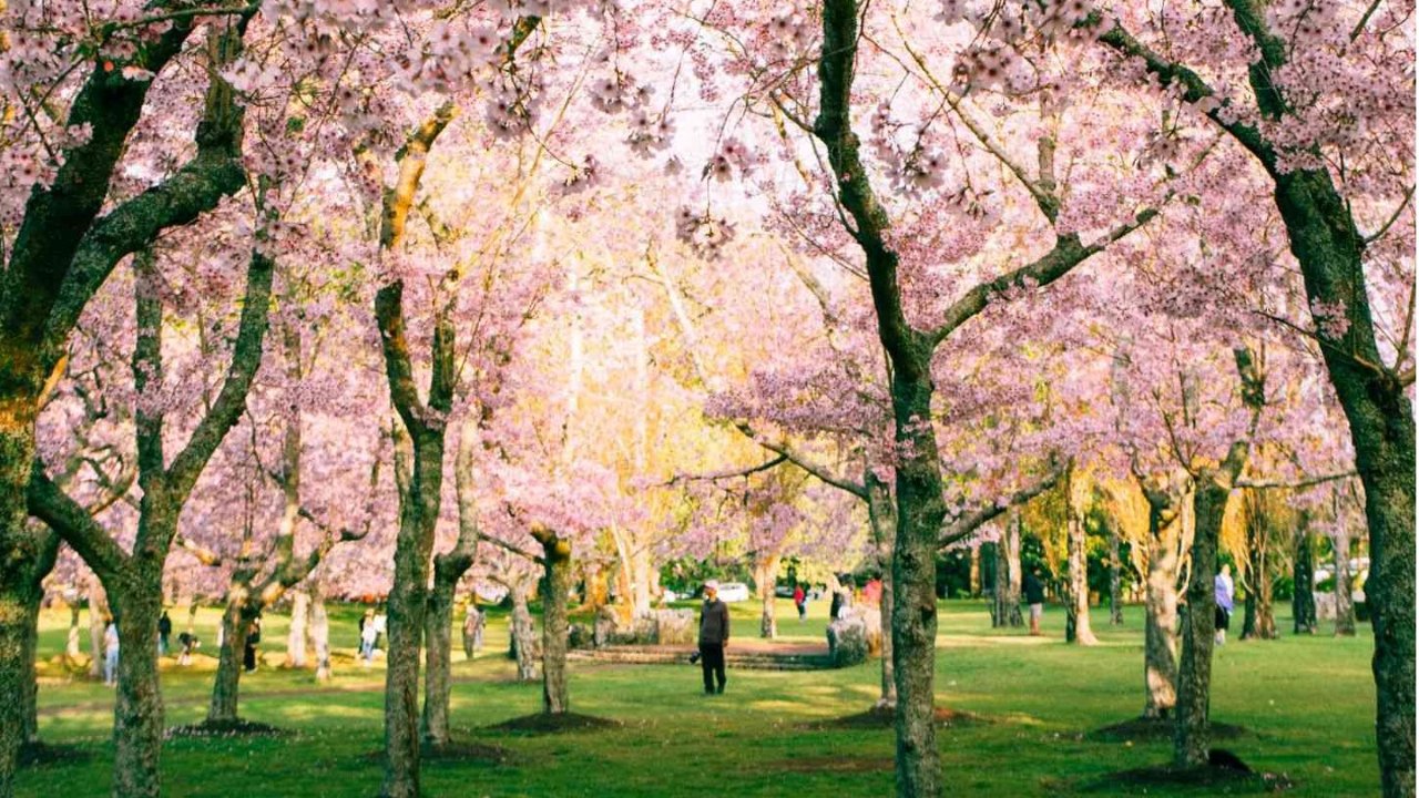 2023澳洲人气赏樱景点推荐 - 悉尼樱花节回归 - 全澳赏樱全攻略