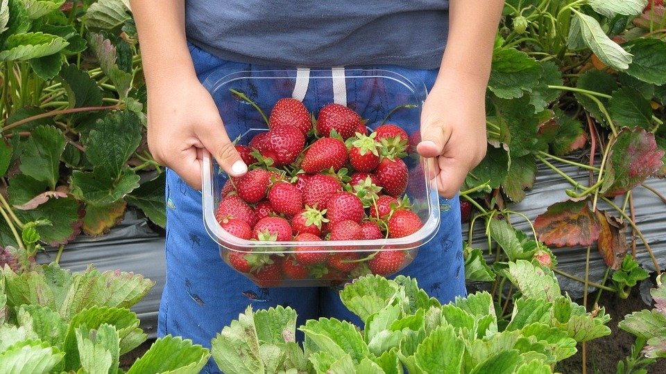 2022多伦多周边夏季农场摘草莓攻略！农场开放时间，门票和采摘收费，儿童游乐和购物，都给你总结好了！