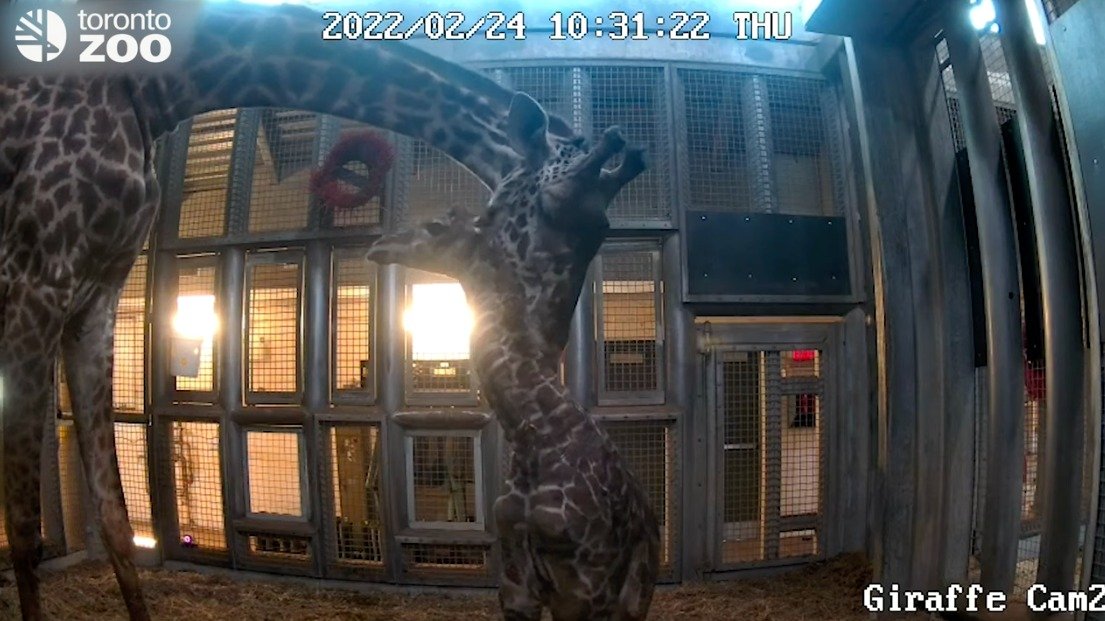 可爱！🦒多伦多动物园出生了一只小马赛长颈鹿