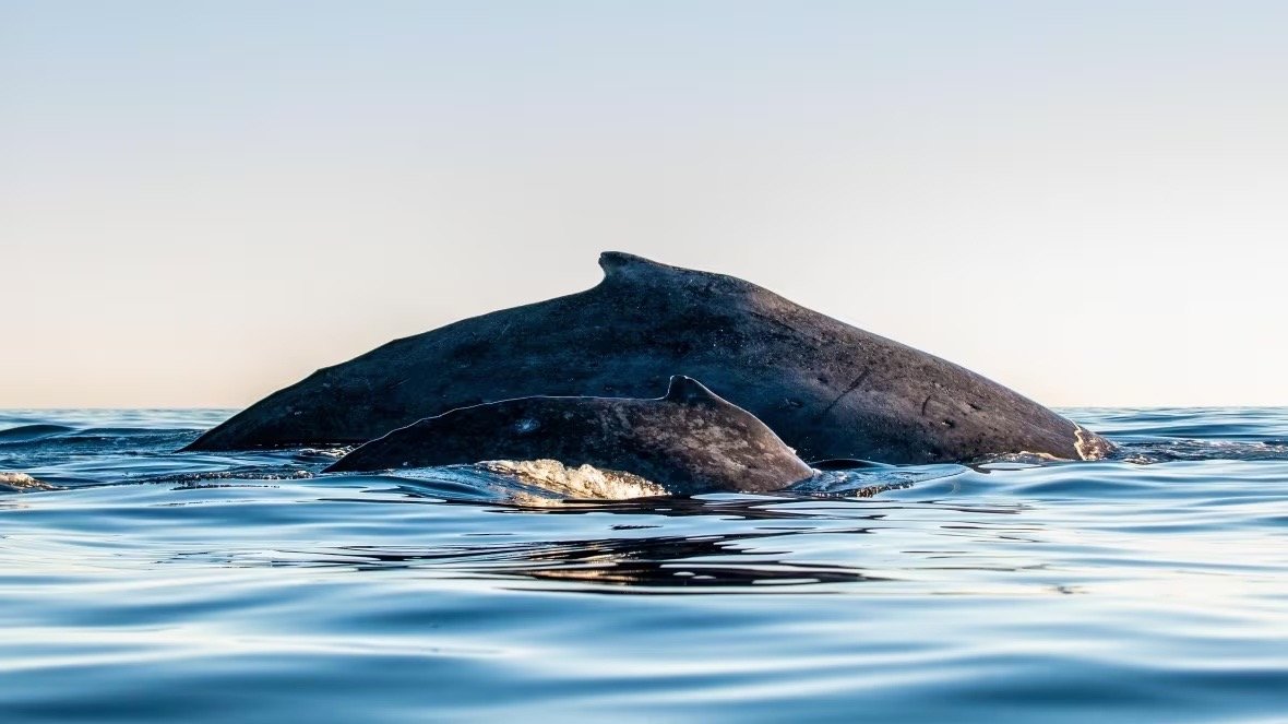 加拿大观鲸推荐 - 五大观赏鲸鱼最佳地点、常驻鲸鱼以及最佳观赏季节等盘点！