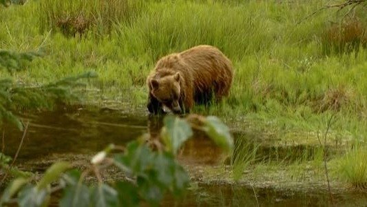 警惕！加拿大班夫公园内一对夫妇和宠物狗被灰熊杀死！