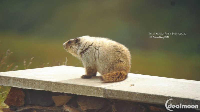 hares,haters 地松鼠(arctic ground squirrels),鼠兔(pikas),雪兔(snowshoe hares)