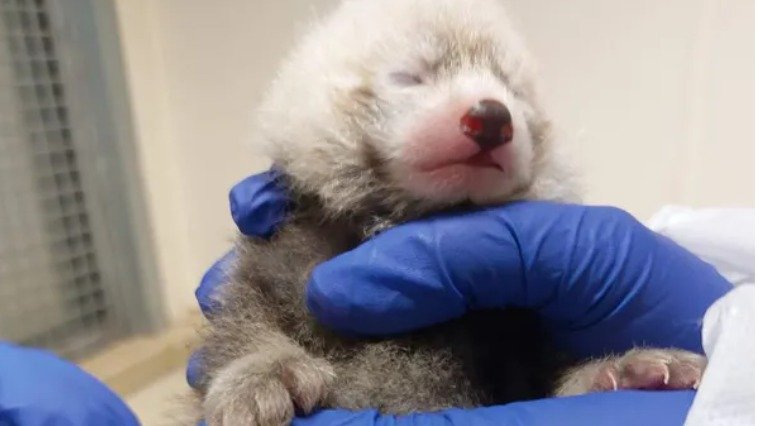 太萌啦！多伦多动物园的小熊猫红辣椒生下她的第一只幼崽！