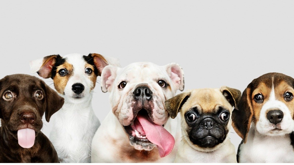 2022受欢迎狗狗排行榜|拉布拉多连续31年排名第1，贵宾犬重返前5名，你家狗狗上榜了吗？
