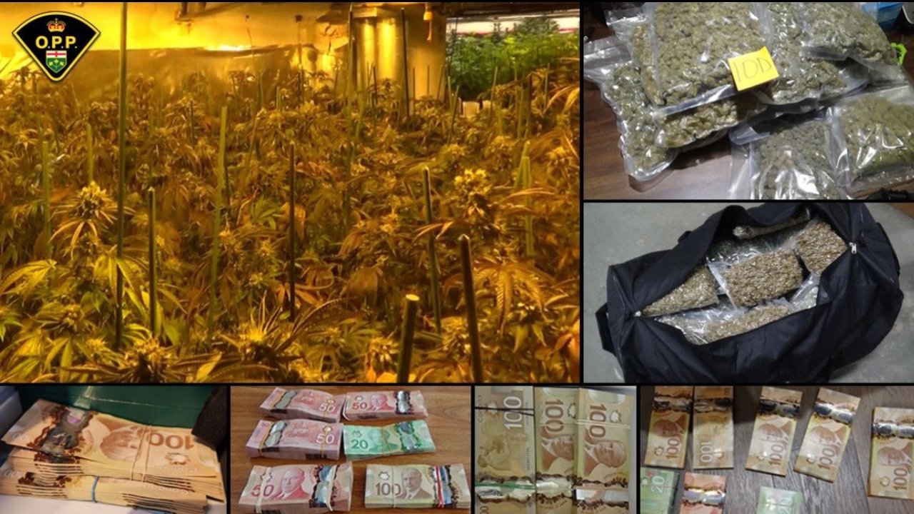 GTA华人区查获价值180万违禁大麻和大量毒品！4名华人面临违法种植大麻和贩毒指控！