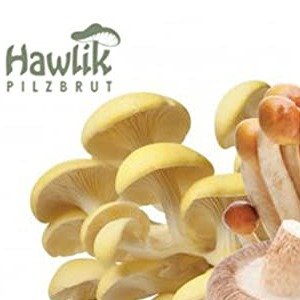 Hawlik Pilzbrut 家用型蘑菇培育箱专区 吃蘑菇不求人